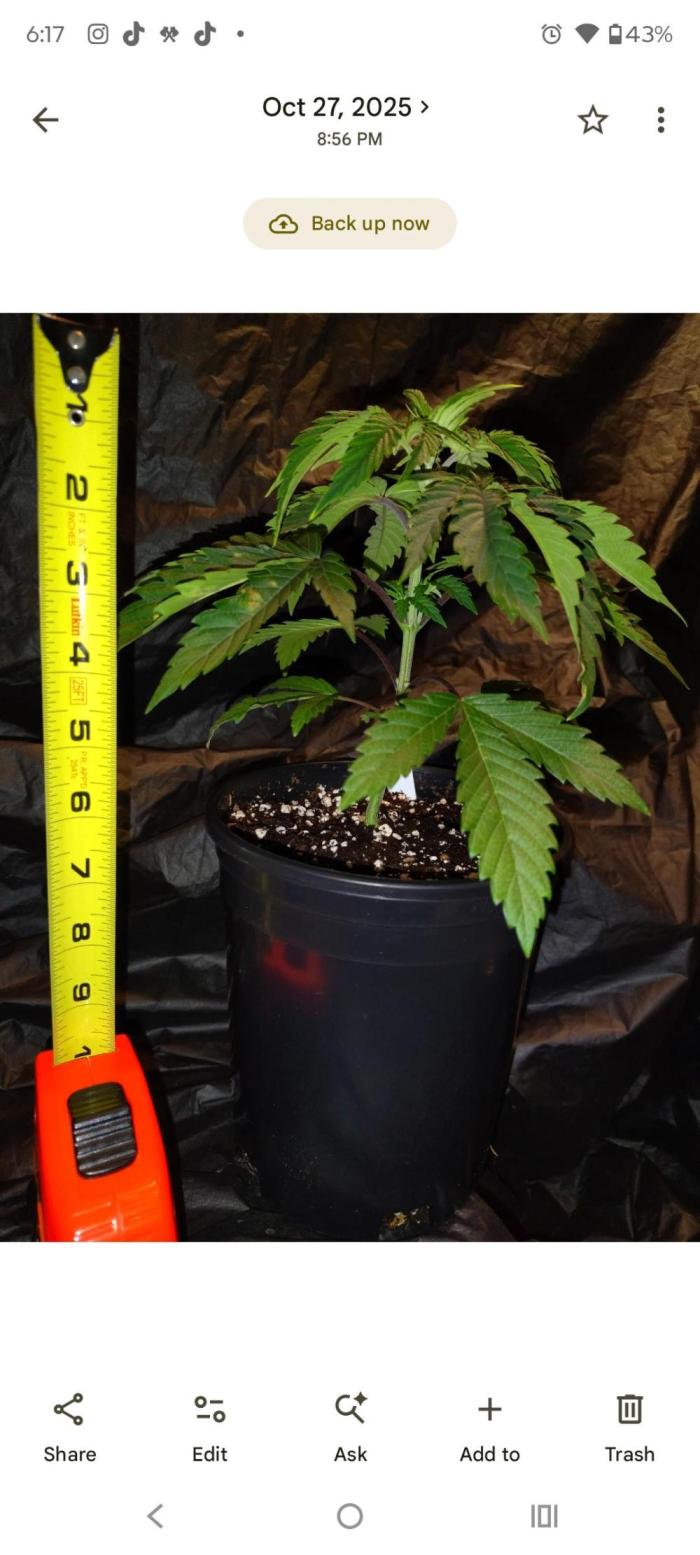 Z-Dawg Regular (Purple stem pheno). Week 5 - no issues 