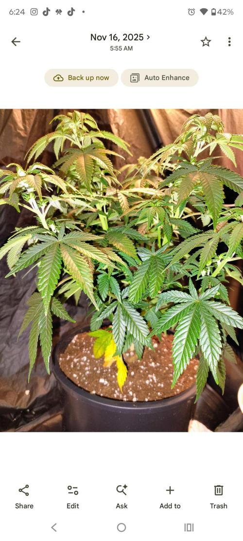 Z-Dawg Regular (Purple stem pheno). Week 7 - transplanted into 3 gal pot