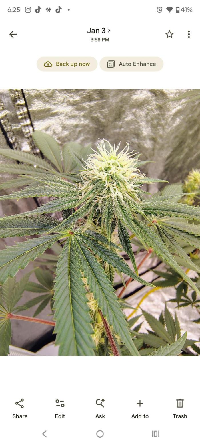 Z-Dawg Regular (Purple stem pheno). Week 8 - no issues 