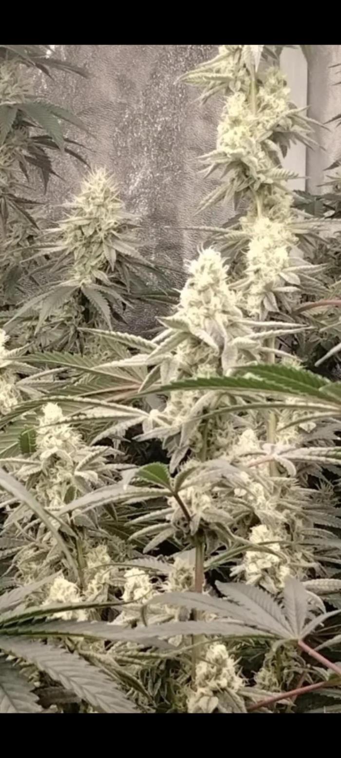 Z-Dawg Regular (Purple stem pheno). Week 11 - no issues 