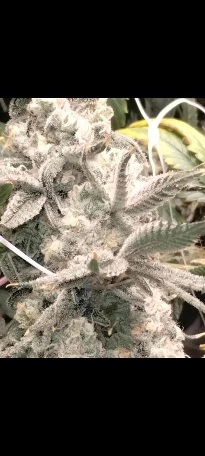 Z-Dawg Regular (Purple stem pheno). Week 12 - no issues 