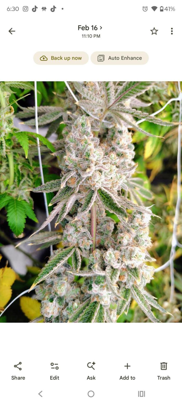 Z-Dawg Regular (Purple stem pheno). Week 13 - no issues 