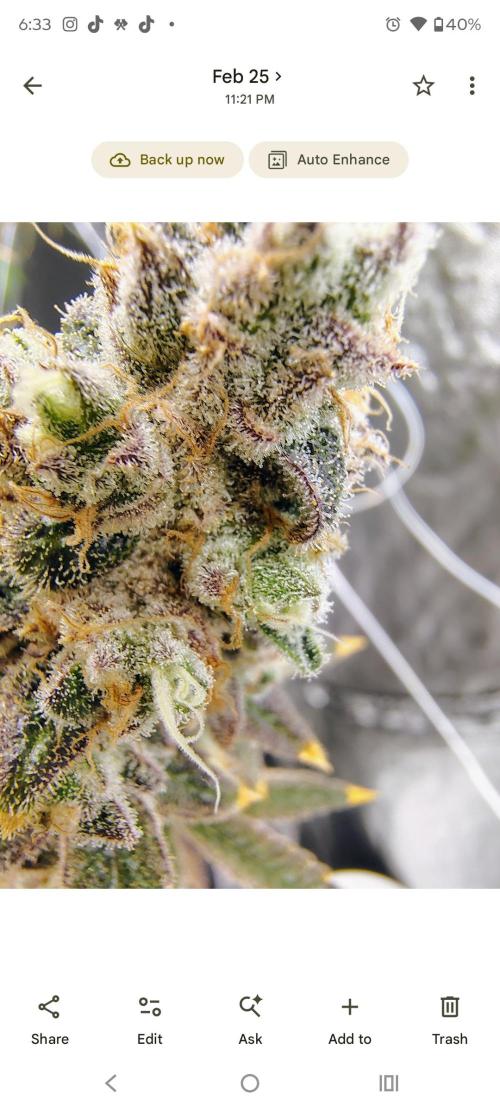 Z-Dawg Regular (Purple stem pheno). Week 15 - no issues 