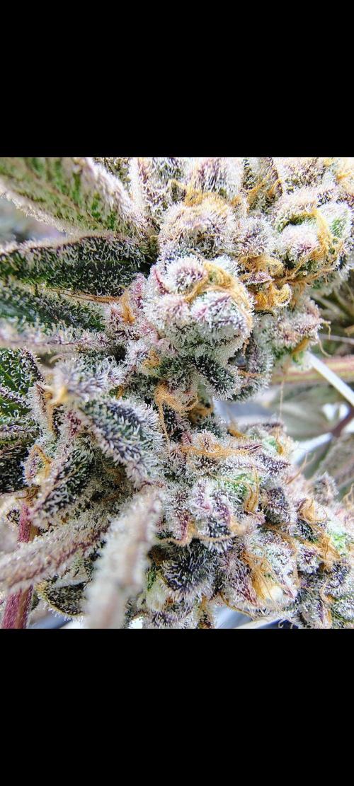Z-Dawg Regular (Purple stem pheno). Week 16 - no issues 