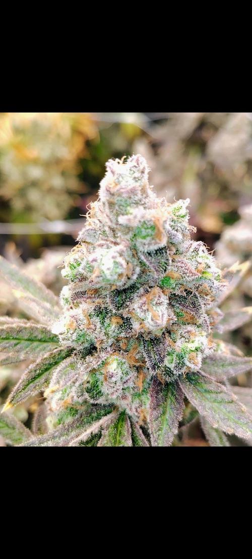 Z-Dawg Regular (Purple stem pheno). Week 16 - no issues 