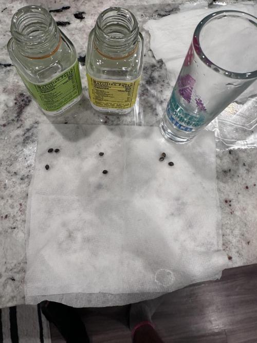 Anubis_The_Pheno_Hunter. Week 0 - Seeds after being soaked for 24 hours. Majority of them germed.