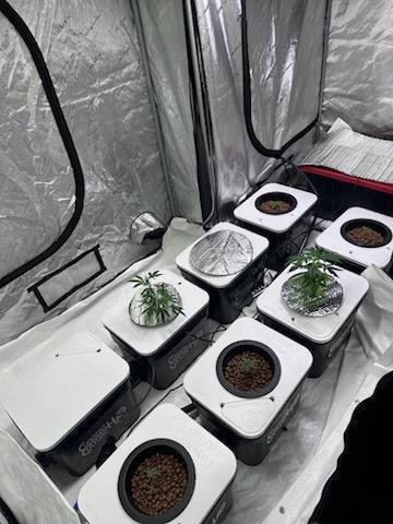 Anubis_The_Pheno_Hunter. Week 2 - Current culture UC8 Tanagarine oG on the left row, White widow on the right 