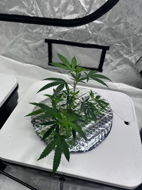 Anubis_The_Pheno_Hunter. Week 2 - Tangarine OG