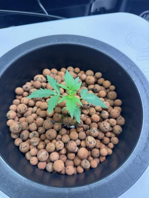 Anubis_The_Pheno_Hunter. Week 2 - White Widow