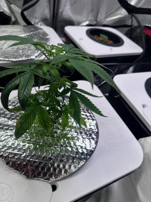 Anubis_The_Pheno_Hunter. Week 2 - White widow