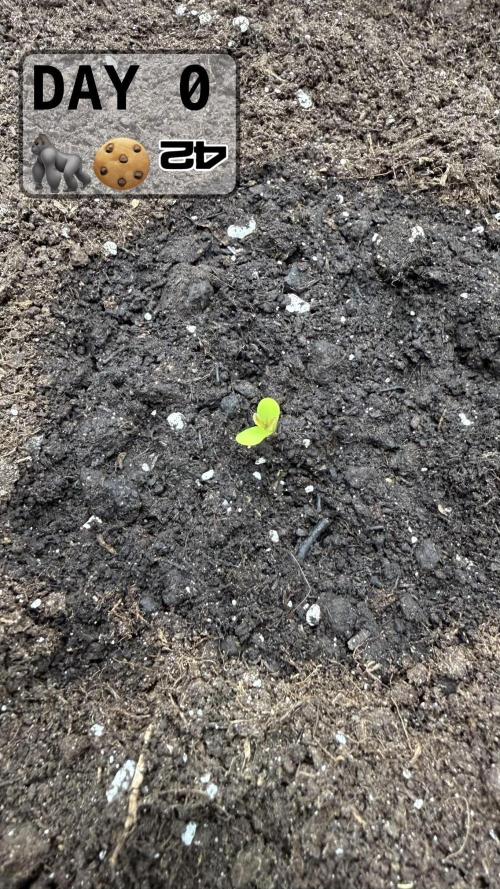 Gorilla Cookies Auto. Week 0