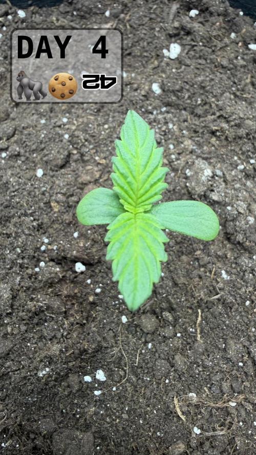 Gorilla Cookies Auto. Week 0