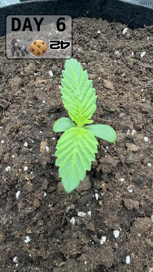 Gorilla Cookies Auto. Week 0