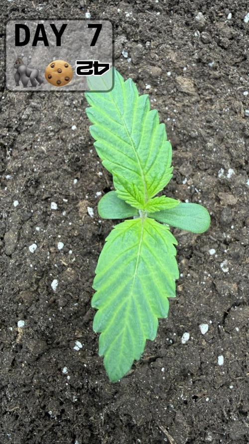 Gorilla Cookies Auto. Week 0