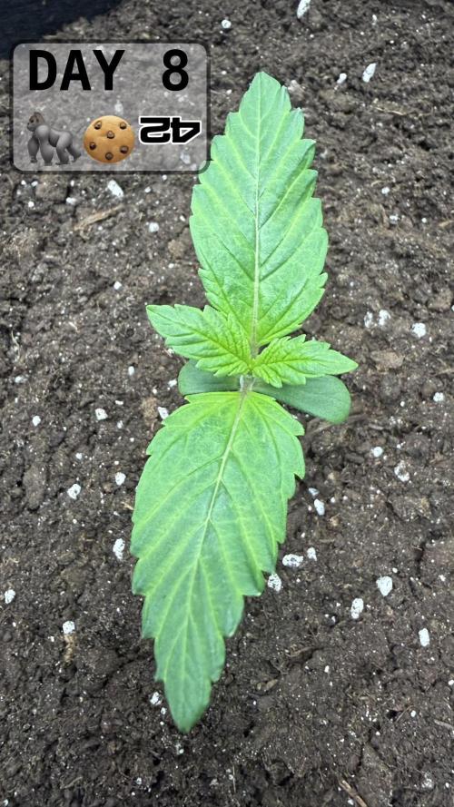 Gorilla Cookies Auto. Week 1