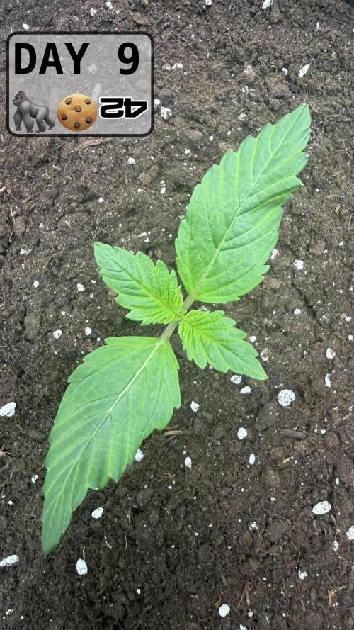 Gorilla Cookies Auto. Week 1