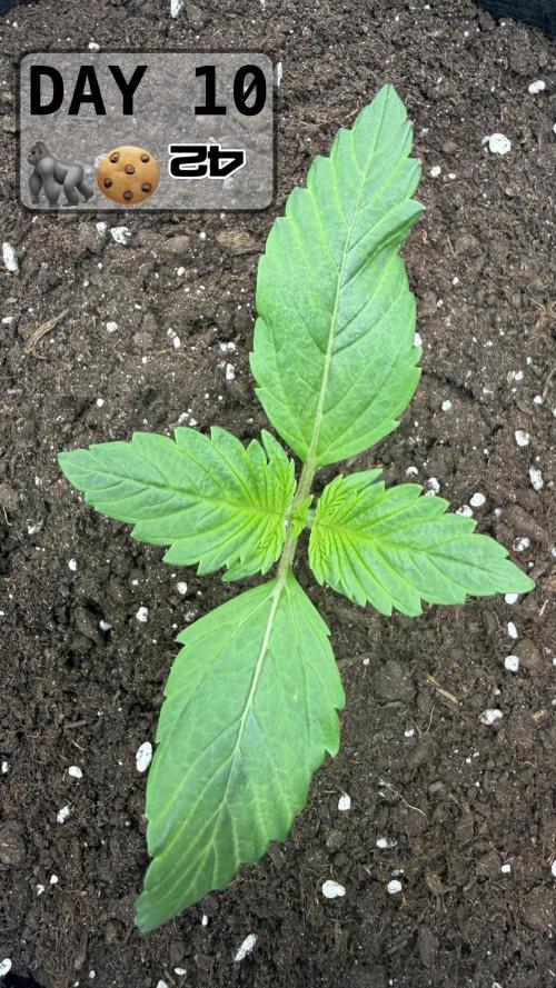 Gorilla Cookies Auto. Week 1