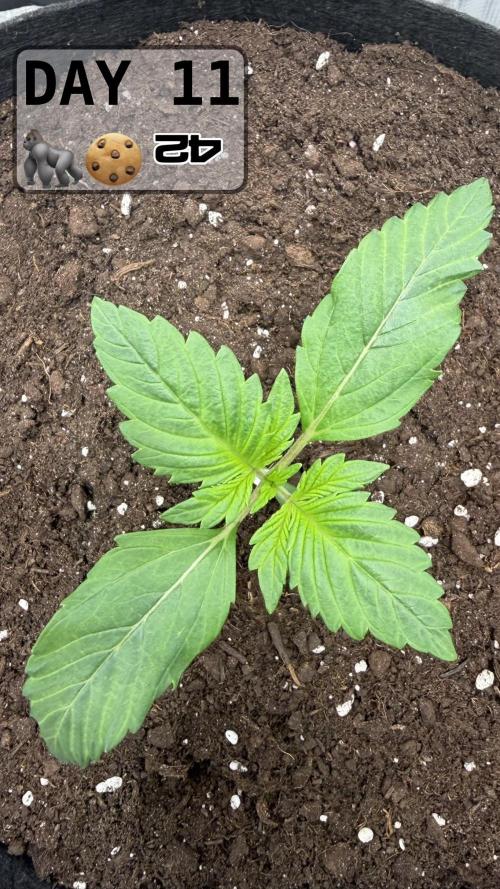 Gorilla Cookies Auto. Week 1