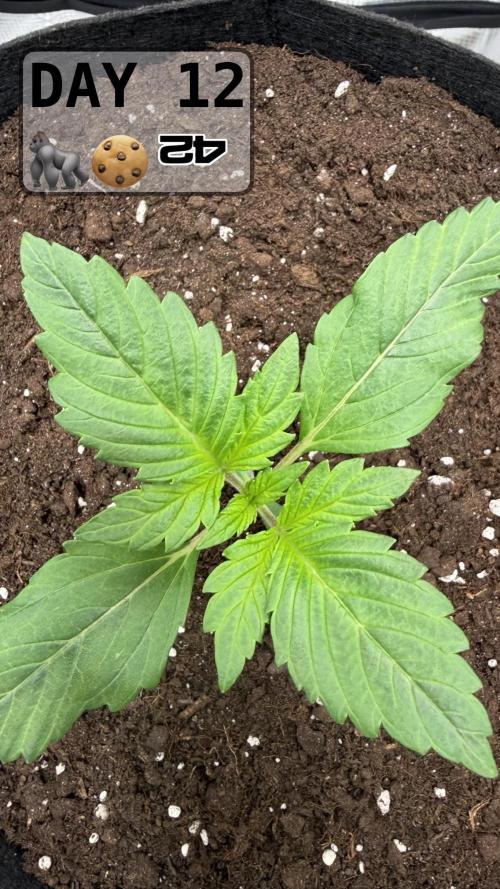 Gorilla Cookies Auto. Week 1