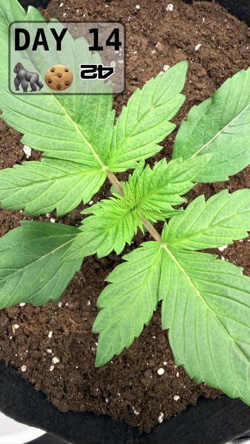 Gorilla Cookies Auto. Week 1