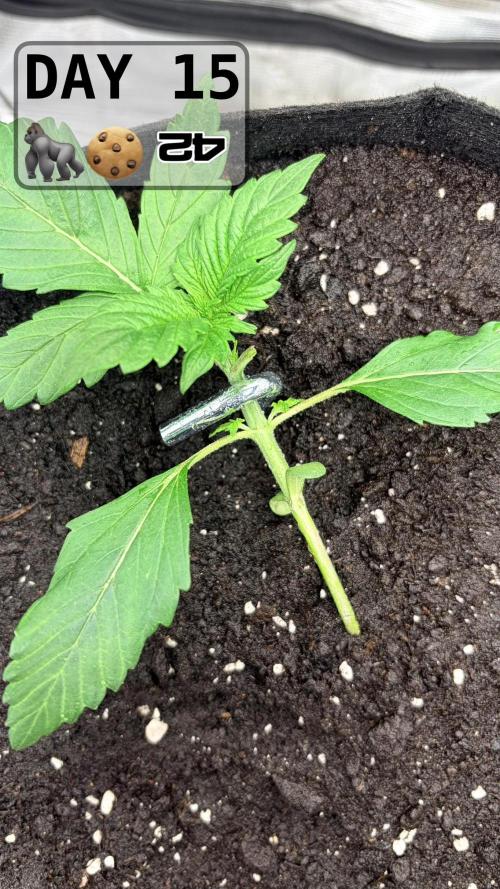 Gorilla Cookies Auto. Week 2