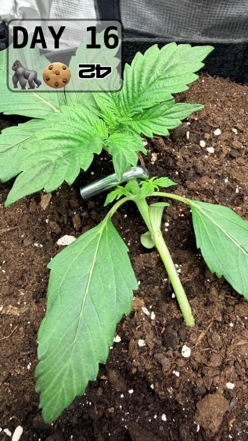 Gorilla Cookies Auto. Week 2