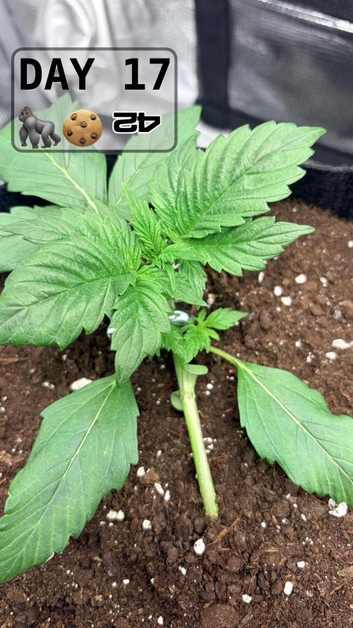 Gorilla Cookies Auto. Week 2