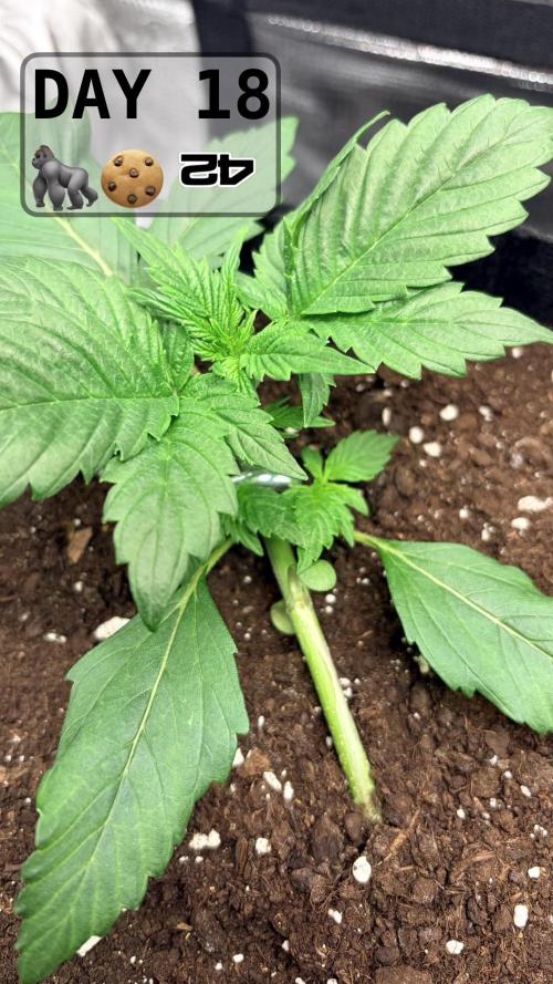 Gorilla Cookies Auto. Week 2