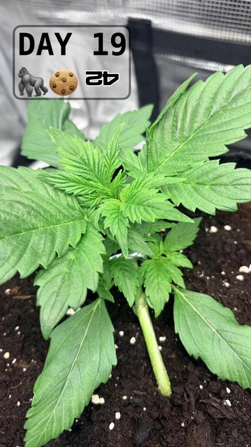 Gorilla Cookies Auto. Week 2