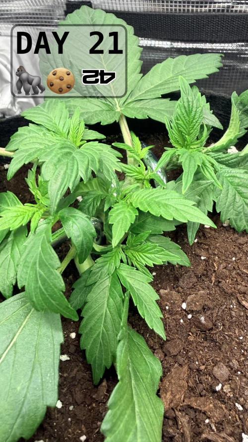 Gorilla Cookies Auto. Week 2