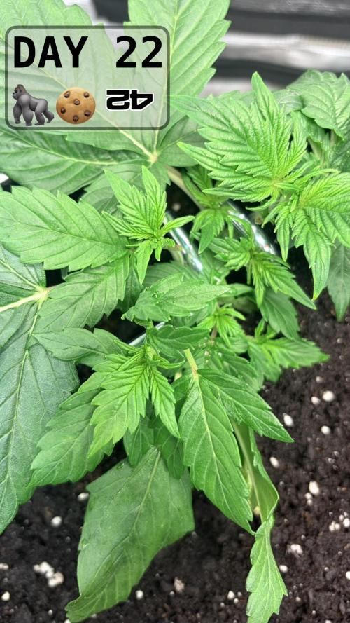 Gorilla Cookies Auto. Week 3