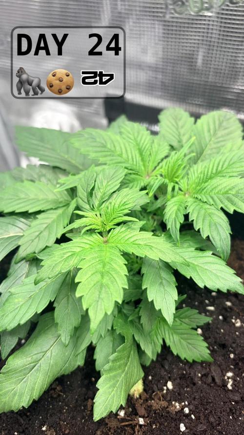 Gorilla Cookies Auto. Week 3