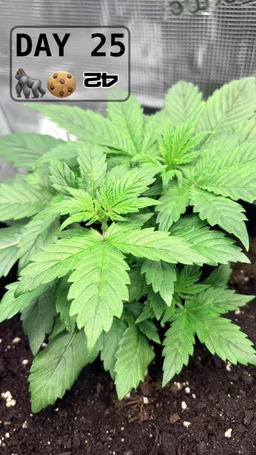 Gorilla Cookies Auto. Week 3