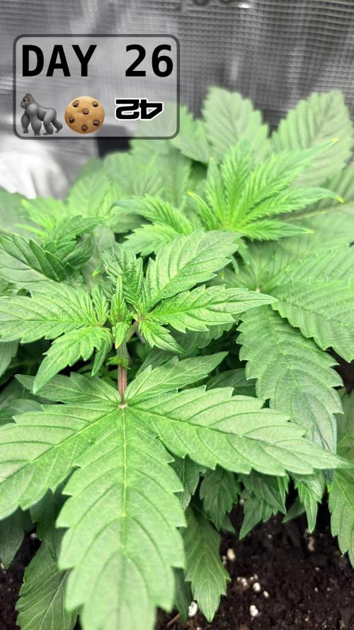 Gorilla Cookies Auto. Week 3