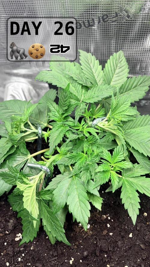 Gorilla Cookies Auto. Week 3