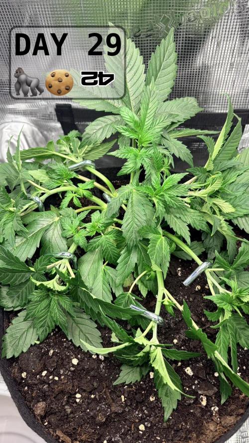 Gorilla Cookies Auto. Week 4