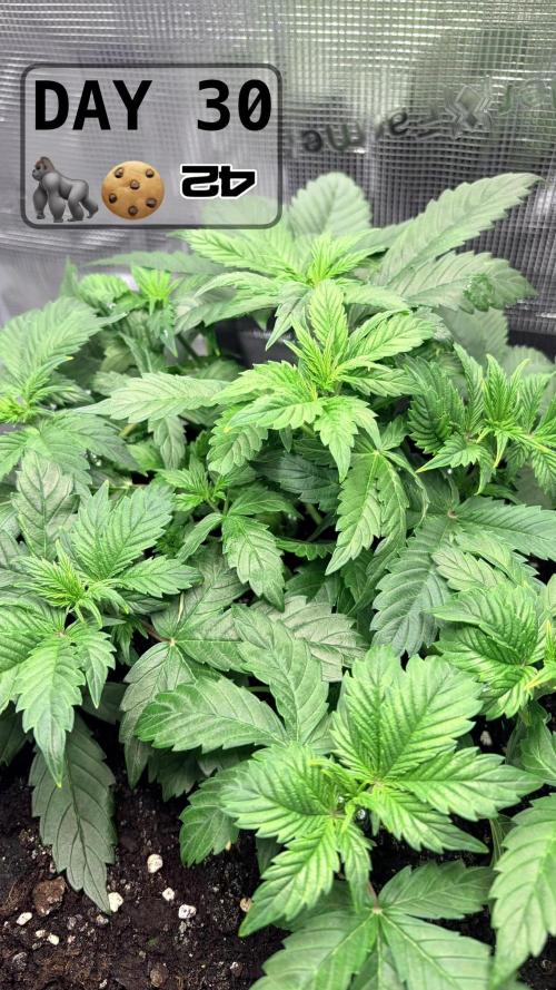 Gorilla Cookies Auto - First grow. Week 4