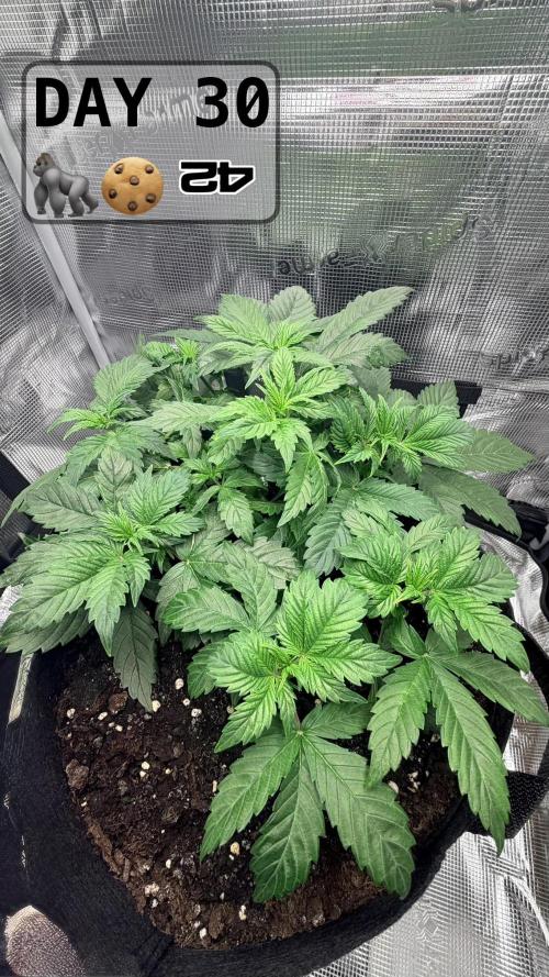 Gorilla Cookies Auto - First grow. Week 4