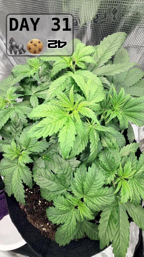 Gorilla Cookies Auto - First grow. Week 4
