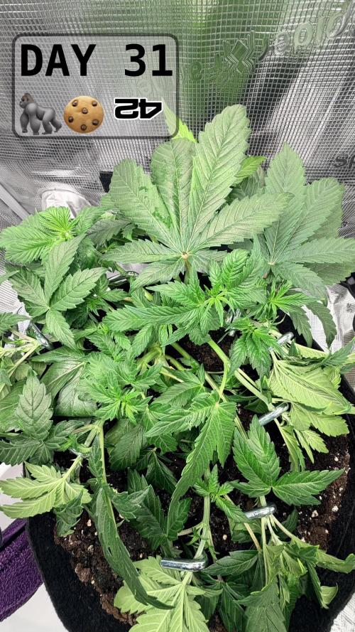 Gorilla Cookies Auto - First grow. Week 4