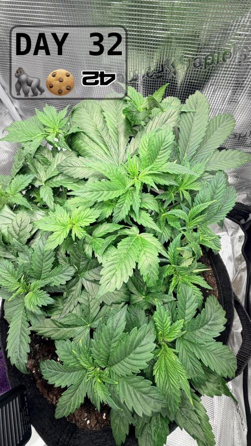 Gorilla Cookies Auto - First grow. Week 4 - Roots are coming out from the bottom of the fabric pot.