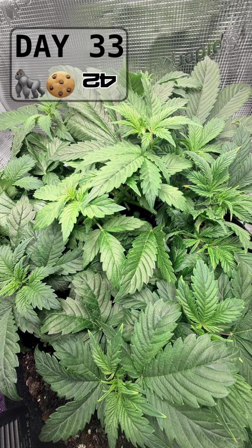 Gorilla Cookies Auto - First grow. Week 4