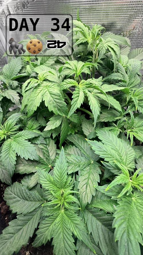 Gorilla Cookies Auto - First grow. Week 4