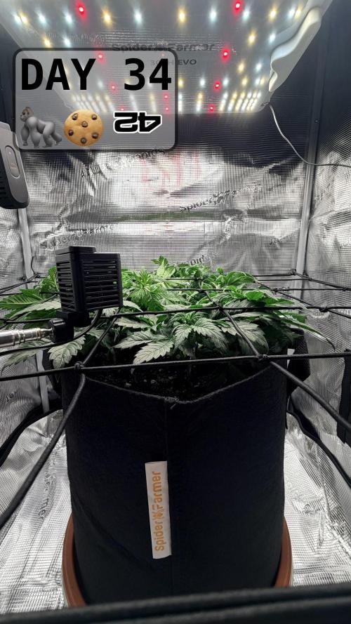 Gorilla Cookies Auto - First grow. Week 4