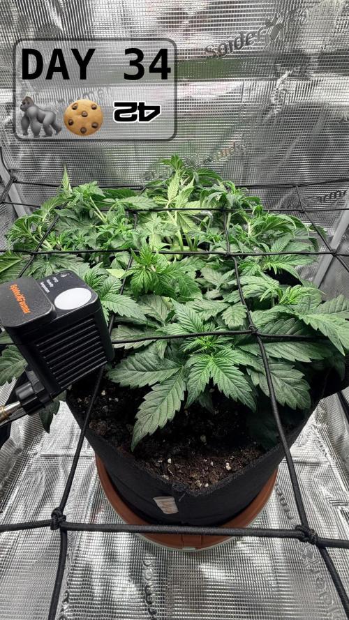 Gorilla Cookies Auto - First grow. Week 4