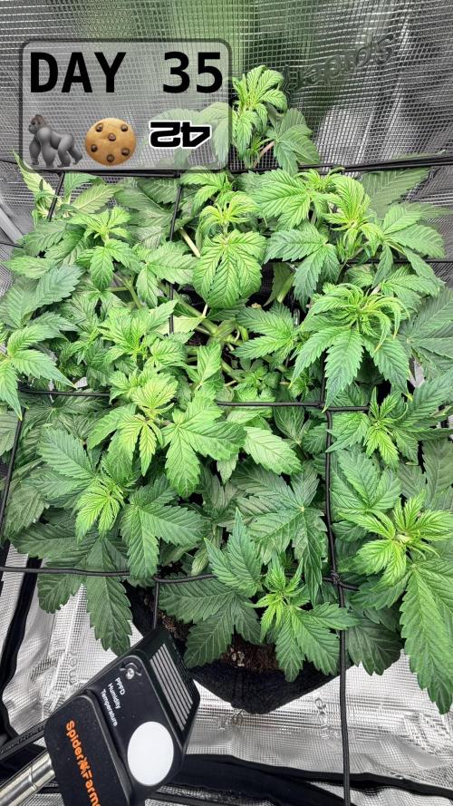 Gorilla Cookies Auto - First grow. Week 4