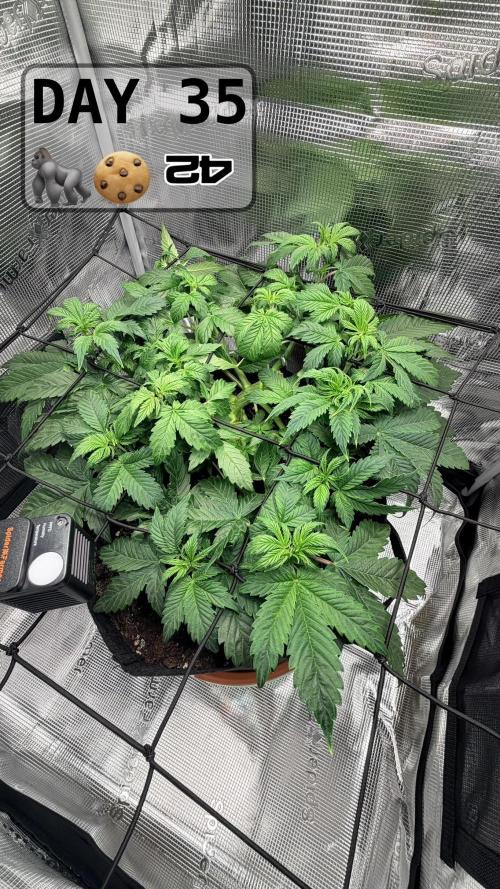 Gorilla Cookies Auto - First grow. Week 4