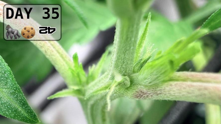 Gorilla Cookies Auto - First grow. Week 4