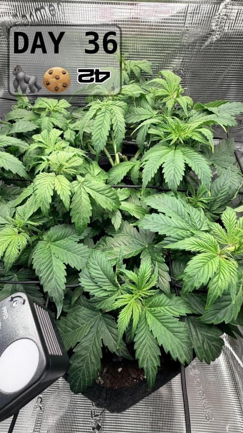 Gorilla Cookies Auto - First grow. Week 5