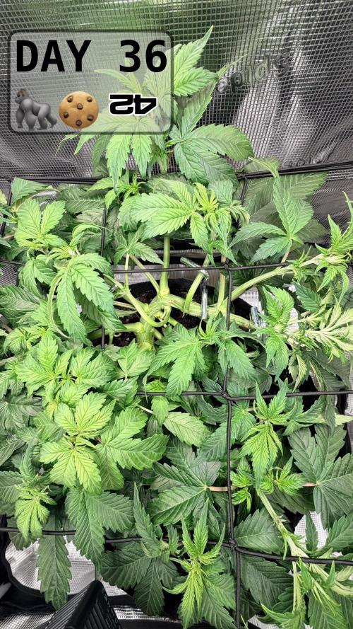 Gorilla Cookies Auto - First grow. Week 5